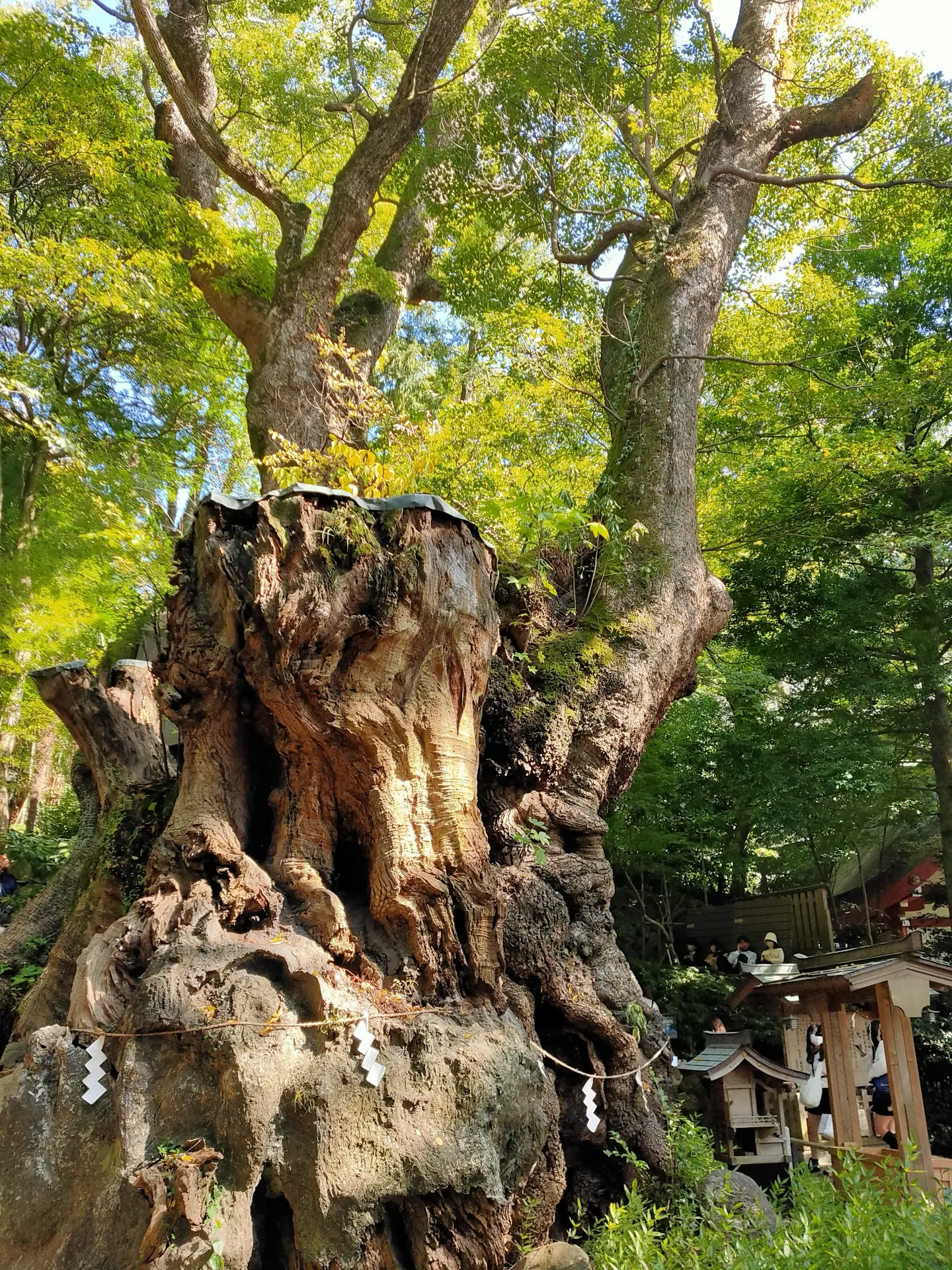 來宮神社の国指定天然記念物・大楠